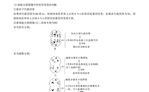 押题点08细胞的生命历程（解析版）_2024年新高考资料_5.2024三轮冲刺_备战2024年高考生物临考题号押题（辽宁、黑龙江、吉林专用）322857720