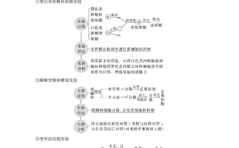 2023年高考生物一轮复习（新人教新高考）第2单元第4课时　细胞核的结构和功能_新高考复习资料_2023年新高考复习资料_一轮复习_2023年新高考大一轮复习讲义