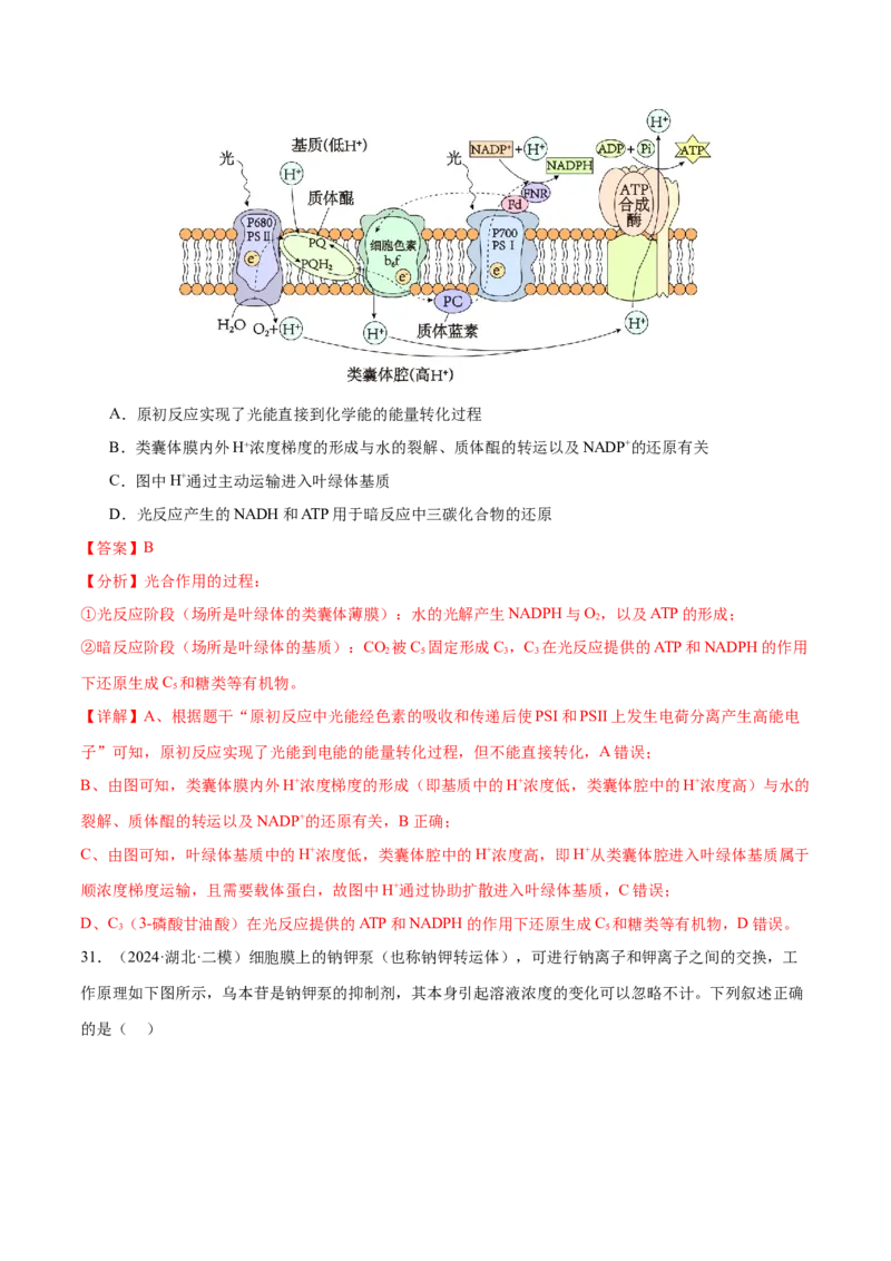 押新高考卷细胞的结构与物质进出细胞的方式（解析版）-备战2024年高考生物临考题号押题（新高考通用）_2024年新高考资料_5.2024三轮冲刺_押单项选择题