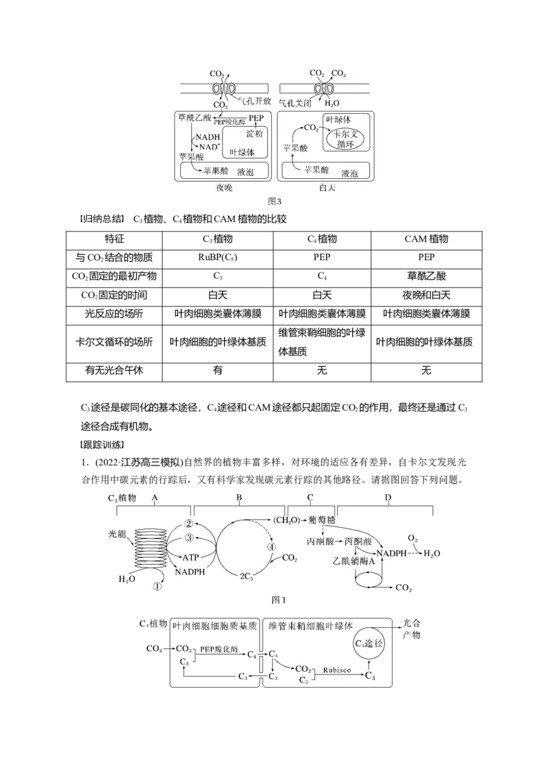 2023年高考生物一轮复习（全国版）第3单元解惑练1　C3植物、C4植物和CAM植物_通用版（老高考）复习资料_2023年复习资料_一轮复习_2023年高考生物一轮复习讲义+课件（全国版）