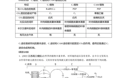 2023年高考生物一轮复习（全国版）第3单元解惑练1　C3植物、C4植物和CAM植物_通用版（老高考）复习资料_2023年复习资料_一轮复习_2023年高考生物一轮复习讲义+课件（全国版）
