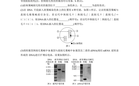2023年高考生物二轮复习（全国版）第1篇专题突破专题4重难大题集训(二)　遗传规律的推理和判断_通用版（老高考）复习资料_2023年复习资料_二轮复习