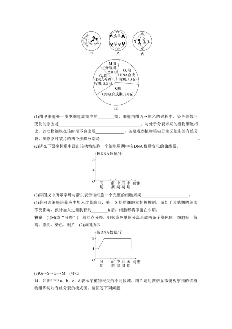 2023年高考生物一轮复习（全国版）第4单元第2课时　有丝分裂过程中相关变化及观察实验_通用版（老高考）复习资料_2023年复习资料_一轮复习_2023年高考生物一轮复习讲义+课件（全国版）