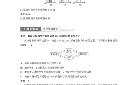2023年高考生物一轮复习（全国版）第4单元第2课时　有丝分裂过程中相关变化及观察实验_通用版（老高考）复习资料_2023年复习资料_一轮复习_2023年高考生物一轮复习讲义+课件（全国版）