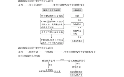 2023年高考生物一轮复习（新人教新高考）第6单元第5课时　基因表达与性状的关系_新高考复习资料_2023年新高考复习资料_一轮复习_2023年新高考大一轮复习讲义