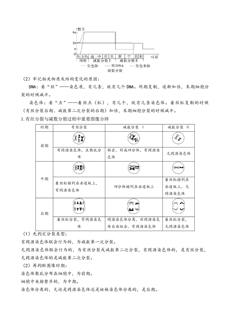 第05讲细胞的增殖与受精作用（讲义）解析版_2024年新高考资料_2.2024二轮复习_2024年高考生物二轮复习讲练测（新教材新高考）