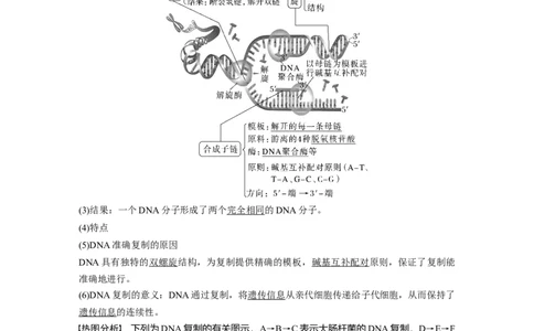 2023年高考生物一轮复习（新人教新高考）第6单元第3课时　DNA的复制_新高考复习资料_2023年新高考复习资料_一轮复习_2023年新高考大一轮复习讲义