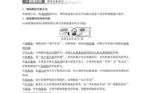 2023年高考生物一轮复习（全国版）第2单元第2课时　细胞器之间的分工_通用版（老高考）复习资料_2023年复习资料_一轮复习_2023年高考生物一轮复习讲义+课件（全国版）