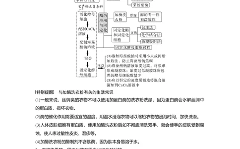 2023年高考生物二轮复习（全国版）第1篇专题突破专题10考点2　酶的应用及蛋白质的提取与分离_通用版（老高考）复习资料_2023年复习资料_二轮复习