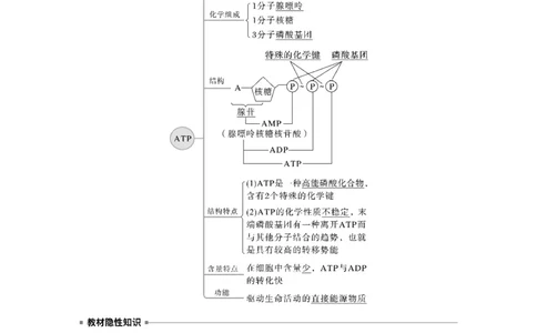 2023年高考生物一轮复习（新人教新高考）第3单元第2课时　细胞的能量&ldquo;货币&rdquo;ATP_新高考复习资料_2023年新高考复习资料_一轮复习_2023年新高考大一轮复习讲义