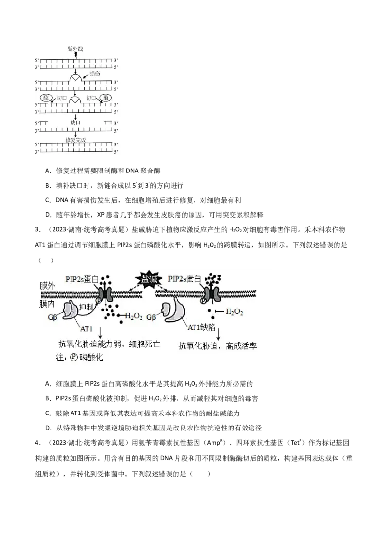 知识清单22基因工程（原卷版）_2024年新高考资料_1.2024一轮复习_2024年高考生物一轮复习知识清单