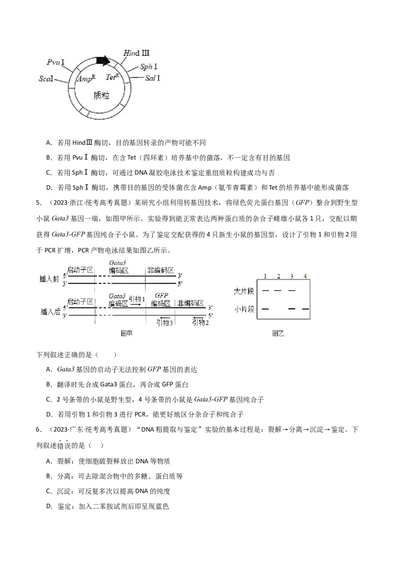 知识清单22基因工程（原卷版）_2024年新高考资料_1.2024一轮复习_2024年高考生物一轮复习知识清单
