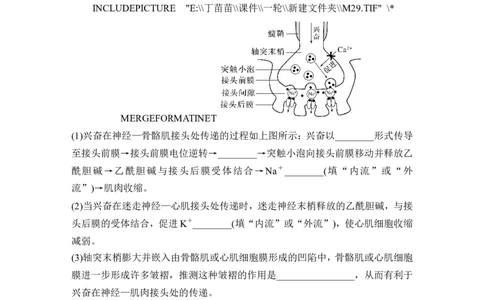 热点微练15神经调节中的离子与神经递质(尖子生特训)_2024年新高考资料_1.2024一轮复习_2024年高考生物一轮复习讲义（新人教版）_另附1套Word版题库_选择性必修1_第八单元稳态与调节