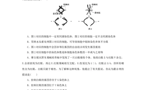 2023版新教材高考生物微专题小练习专练43基因在染色体上202208091210_通用版（老高考）复习资料_2023年复习资料_一轮复习_2023届高考生物一轮微专题100练