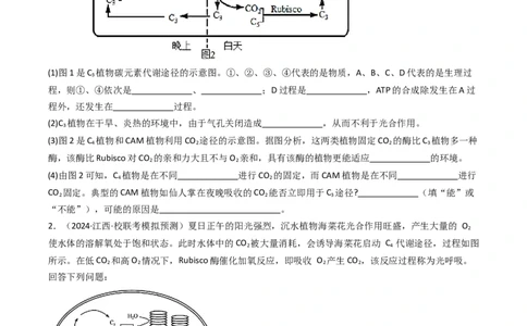 热点02C3植物、C4植物和CAM植物的光合作用（原卷版）_2024年新高考资料_3.2024专项复习_2024年高考生物热点&middot;重点&middot;难点专练（新高考专用）