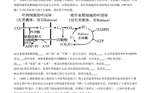 热点02C3植物、C4植物和CAM植物的光合作用（原卷版）_2024年新高考资料_3.2024专项复习_2024年高考生物热点&middot;重点&middot;难点专练（新高考专用）