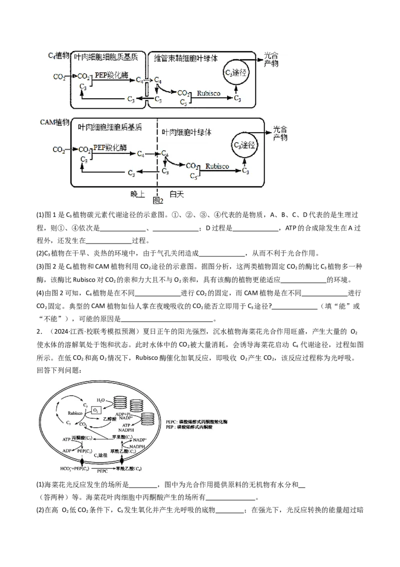 热点02C3植物、C4植物和CAM植物的光合作用（原卷版）_2024年新高考资料_3.2024专项复习_2024年高考生物热点&middot;重点&middot;难点专练（新高考专用）