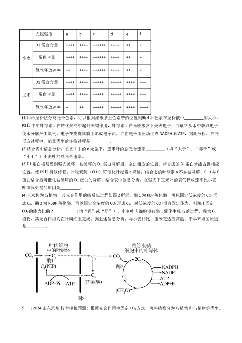 热点02C3植物、C4植物和CAM植物的光合作用（原卷版）_2024年新高考资料_3.2024专项复习_2024年高考生物热点&middot;重点&middot;难点专练（新高考专用）