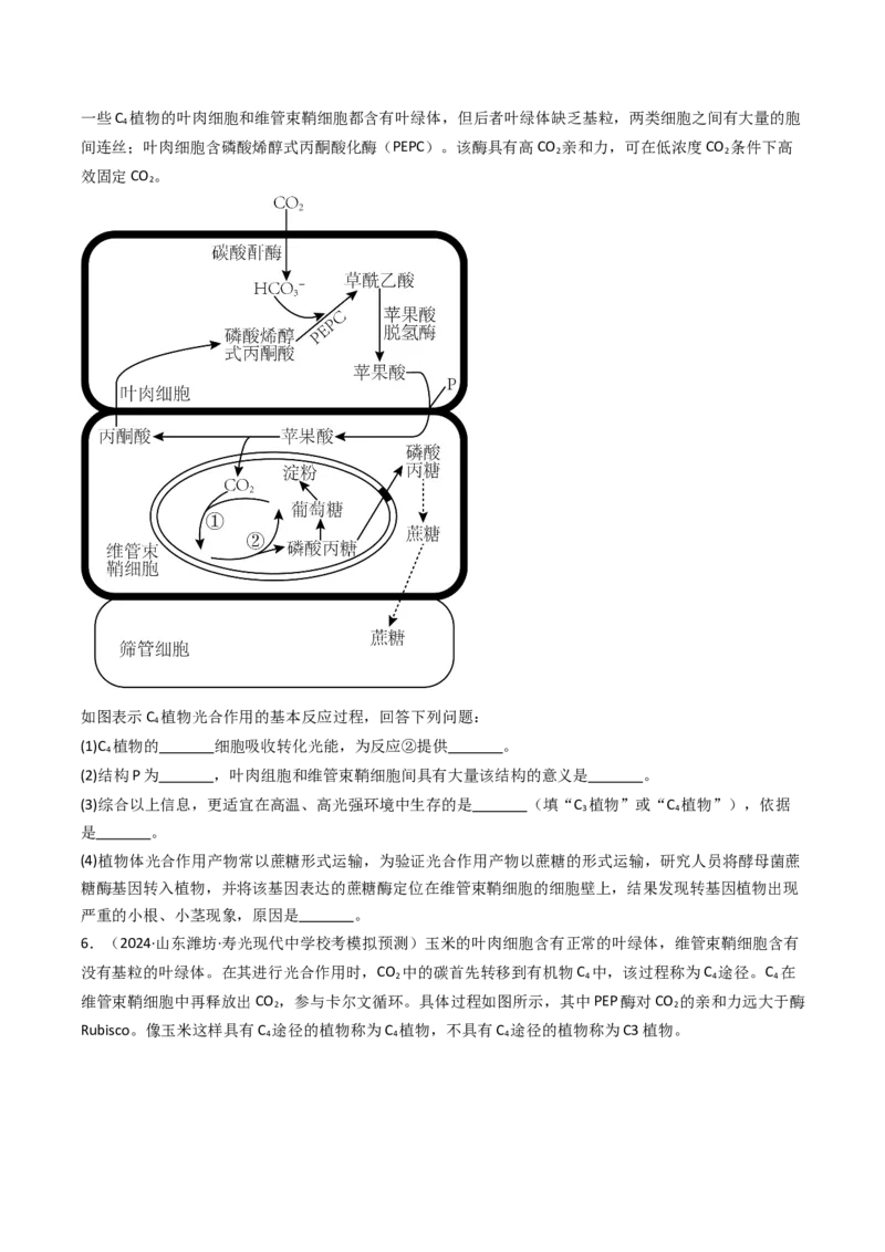 热点02C3植物、C4植物和CAM植物的光合作用（原卷版）_2024年新高考资料_3.2024专项复习_2024年高考生物热点&middot;重点&middot;难点专练（新高考专用）