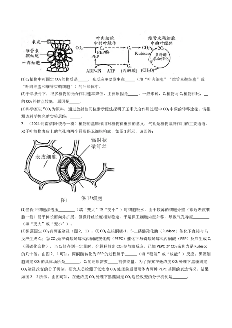热点02C3植物、C4植物和CAM植物的光合作用（原卷版）_2024年新高考资料_3.2024专项复习_2024年高考生物热点&middot;重点&middot;难点专练（新高考专用）