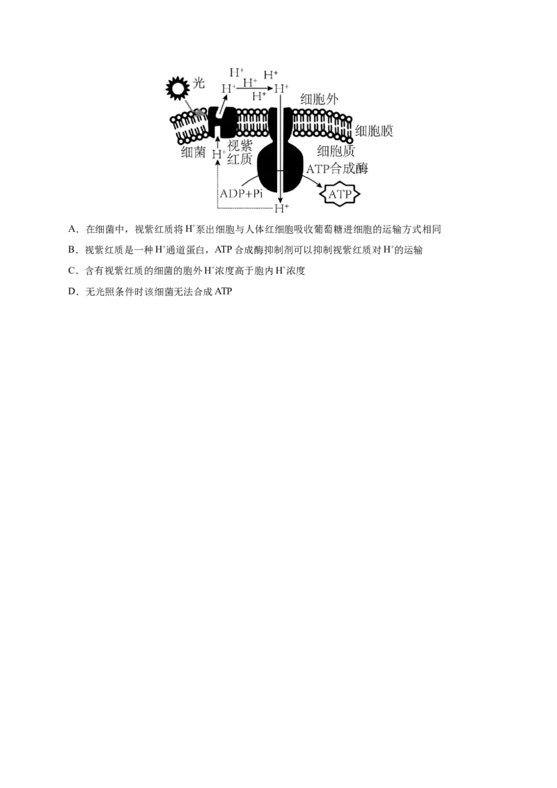 押新高考卷细胞的结构与物质进出细胞的方式（原卷版）-备战2024年高考生物临考题号押题（新高考通用）_2024年新高考资料_5.2024三轮冲刺_押单项选择题