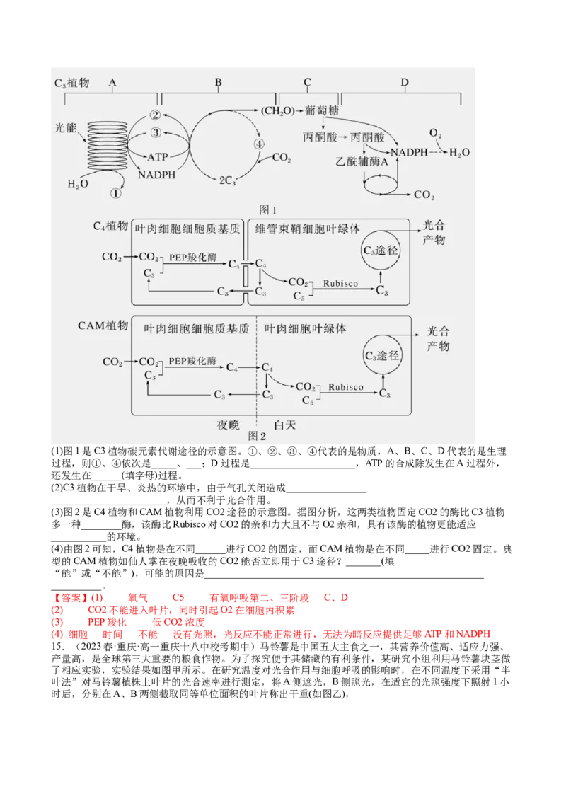 第11讲细胞代谢综合分析（练习）（解析版）_2024年新高考资料_1.2024一轮复习_2024年高考生物一轮复习讲练测（新教材新高考）