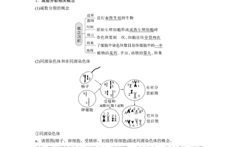 2023年高考生物一轮复习（新人教新高考）第4单元第3课时　减数分裂和受精作用的过程分析_新高考复习资料_2023年新高考复习资料_一轮复习_2023年新高考大一轮复习讲义