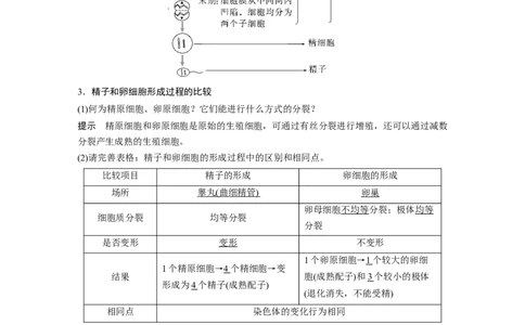 2023年高考生物一轮复习（新人教新高考）第4单元第3课时　减数分裂和受精作用的过程分析_新高考复习资料_2023年新高考复习资料_一轮复习_2023年新高考大一轮复习讲义