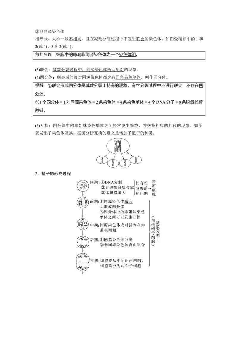 2023年高考生物一轮复习（新人教新高考）第4单元第3课时　减数分裂和受精作用的过程分析_新高考复习资料_2023年新高考复习资料_一轮复习_2023年新高考大一轮复习讲义