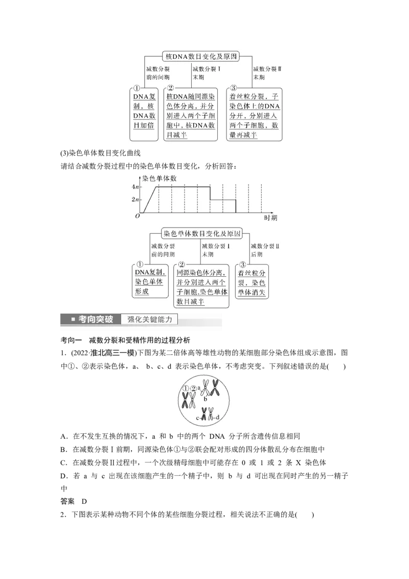 2023年高考生物一轮复习（新人教新高考）第4单元第3课时　减数分裂和受精作用的过程分析_新高考复习资料_2023年新高考复习资料_一轮复习_2023年新高考大一轮复习讲义
