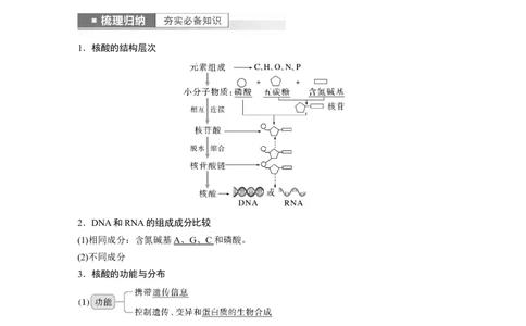 2023年高考生物一轮复习（新人教新高考）第1单元第4课时　核酸是遗传信息的携带者_新高考复习资料_2023年新高考复习资料_一轮复习_2023年新高考大一轮复习讲义