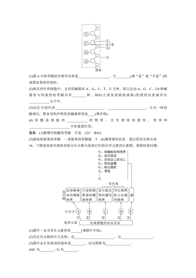 2023年高考生物一轮复习（新人教新高考）第1单元第4课时　核酸是遗传信息的携带者_新高考复习资料_2023年新高考复习资料_一轮复习_2023年新高考大一轮复习讲义