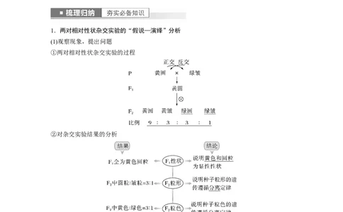 2023年高考生物一轮复习（新人教新高考）第5单元第3课时　自由组合定律的发现及应用_新高考复习资料_2023年新高考复习资料_一轮复习_2023年新高考大一轮复习讲义