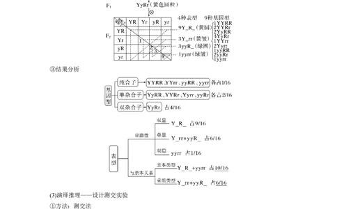 2023年高考生物一轮复习（新人教新高考）第5单元第3课时　自由组合定律的发现及应用_新高考复习资料_2023年新高考复习资料_一轮复习_2023年新高考大一轮复习讲义