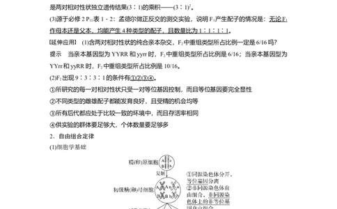 2023年高考生物一轮复习（新人教新高考）第5单元第3课时　自由组合定律的发现及应用_新高考复习资料_2023年新高考复习资料_一轮复习_2023年新高考大一轮复习讲义