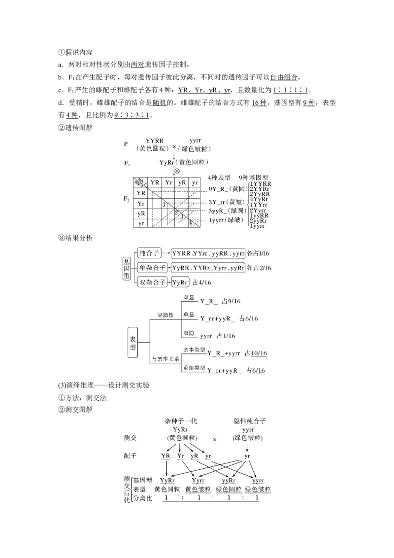 2023年高考生物一轮复习（新人教新高考）第5单元第3课时　自由组合定律的发现及应用_新高考复习资料_2023年新高考复习资料_一轮复习_2023年新高考大一轮复习讲义