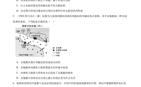 第11讲神经调节和体液调节（练习）（原卷版）_2024年新高考资料_2.2024二轮复习_2024年高考生物二轮复习讲练测（新教材新高考）