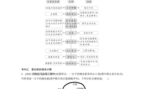 2023年高考生物一轮复习（全国版）第1单元第3课时　蛋白质是生命活动的主要承担者_通用版（老高考）复习资料_2023年复习资料_一轮复习_2023年高考生物一轮复习讲义+课件（全国版）