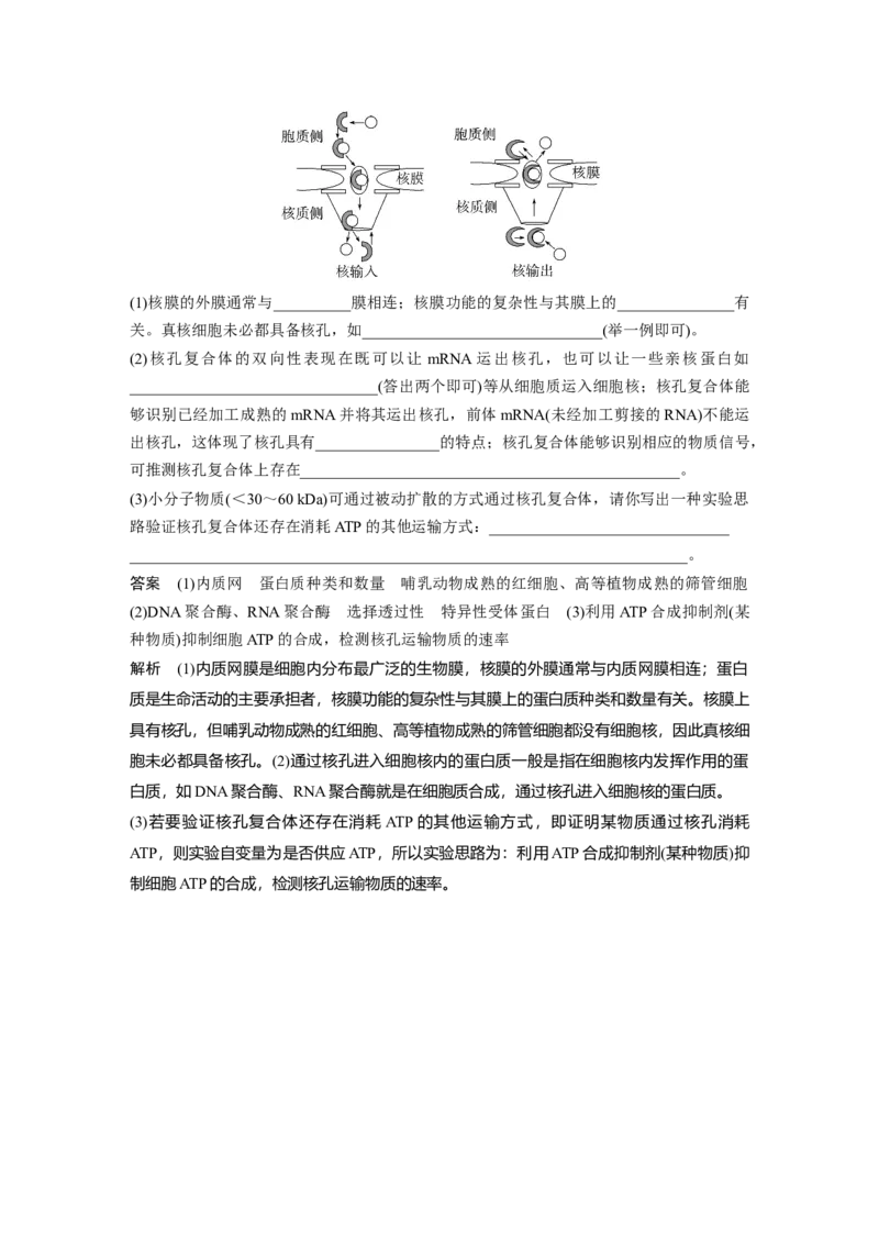 2023年高考生物一轮复习（全国版）第2单元第4课时　细胞核的结构和功能_通用版（老高考）复习资料_2023年复习资料_一轮复习_2023年高考生物一轮复习讲义+课件（全国版）