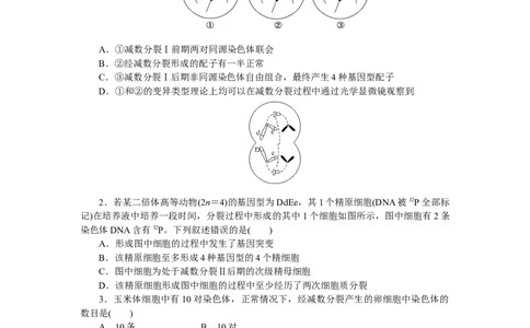 专练41　减数分裂和受精作用_新高考复习资料_2023年新高考复习资料_专项复习_2023《微专题&middot;小练习》&middot;生物&middot;新教材&middot;XL-7