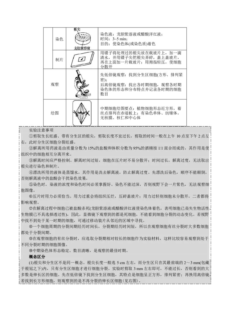 GKSW150_第10讲细胞的增殖-备战2022年高考生物一轮复习精品讲义（人教版）(解析版)_新高考复习资料_2022年新高考复习资料_备战2022新高考生物一轮复习精品讲义（人教版）