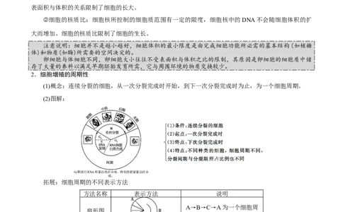 GKSW150_第10讲细胞的增殖-备战2022年高考生物一轮复习精品讲义（人教版）(解析版)_新高考复习资料_2022年新高考复习资料_备战2022新高考生物一轮复习精品讲义（人教版）