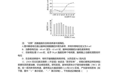 2025届高中生物学一轮复习检测案28　神经调节（含解析）_2025年新高考资料_一轮复习_2025届高中生物学一轮复习分层复习检测(含解析)