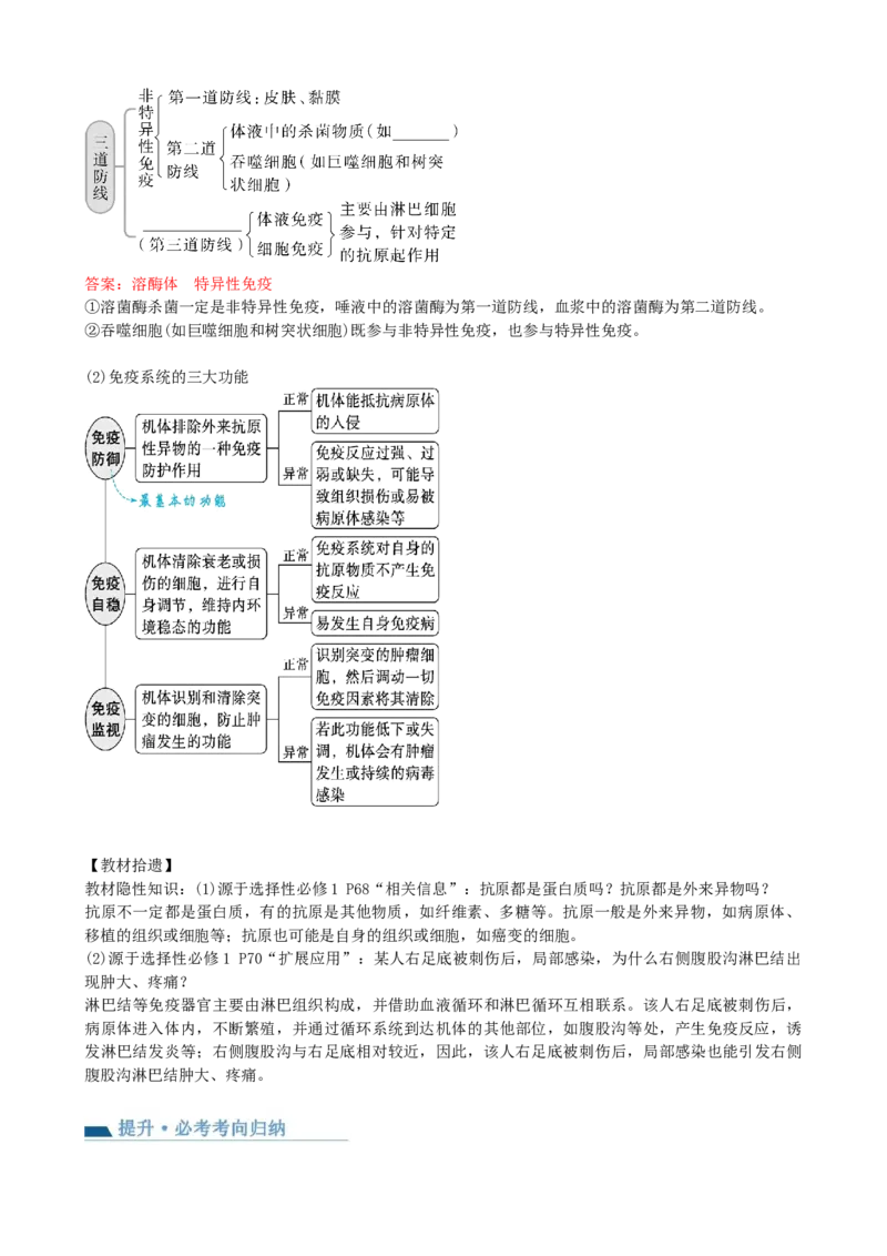 第29讲免疫调节（讲义）（教师版）_2024年新高考资料_1.2024一轮复习_2024年高考生物一轮复习讲练测（新教材新高考）