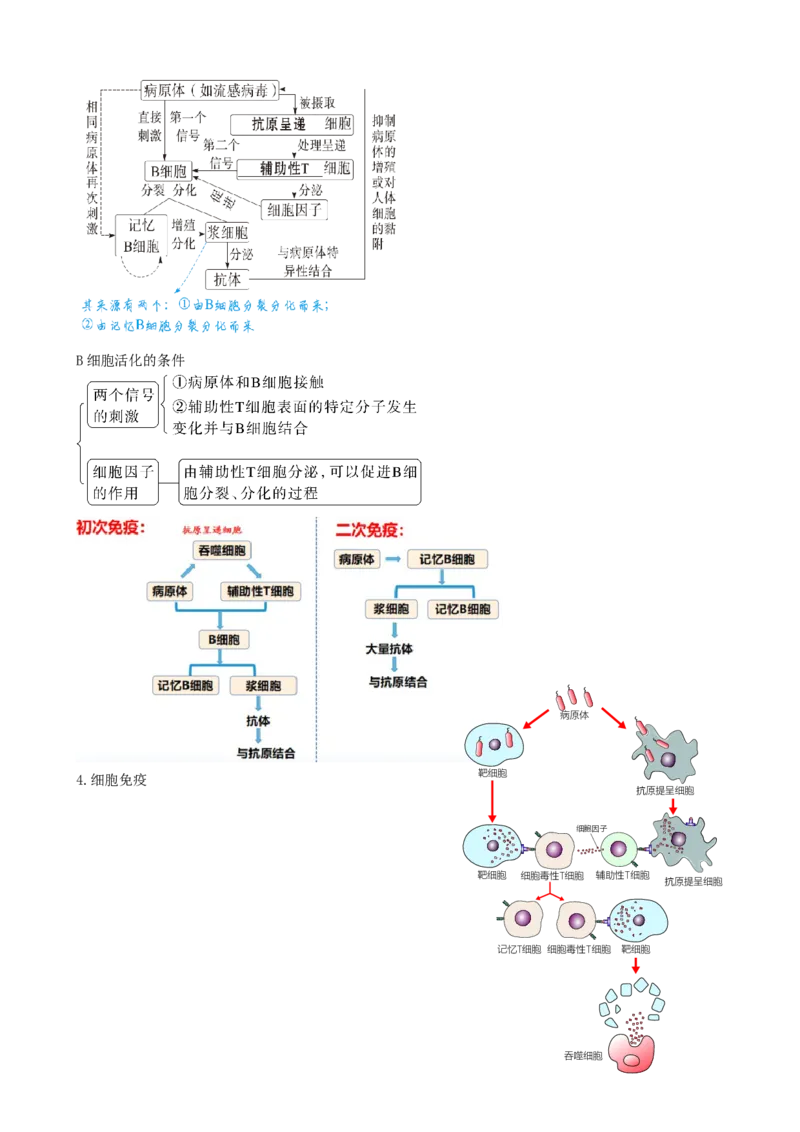 第29讲免疫调节（讲义）（教师版）_2024年新高考资料_1.2024一轮复习_2024年高考生物一轮复习讲练测（新教材新高考）