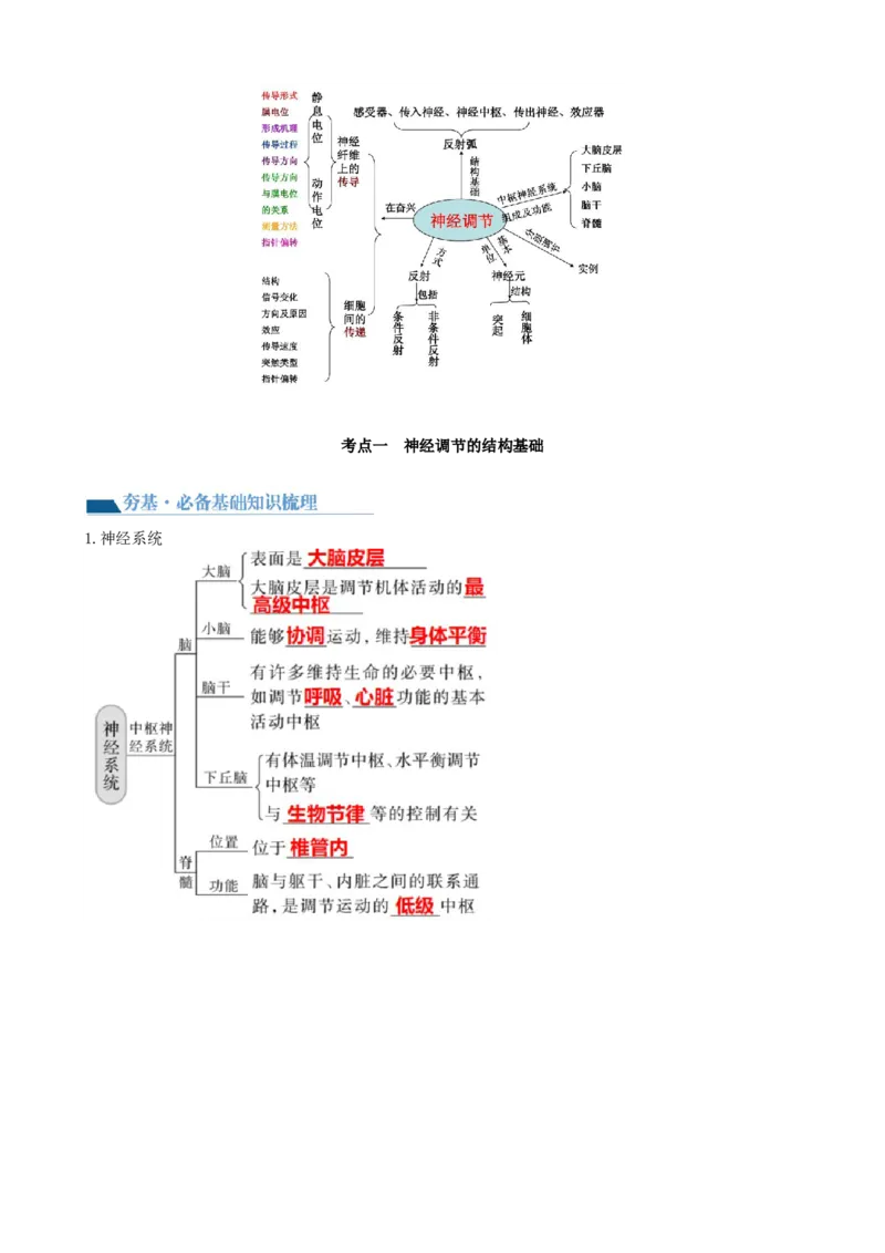 第26.1讲神经调节的结构基础、基本方式、分级调节、高级功能（讲义）（教师版）_2024年新高考资料_1.2024一轮复习_2024年高考生物一轮复习讲练测（新教材新高考）