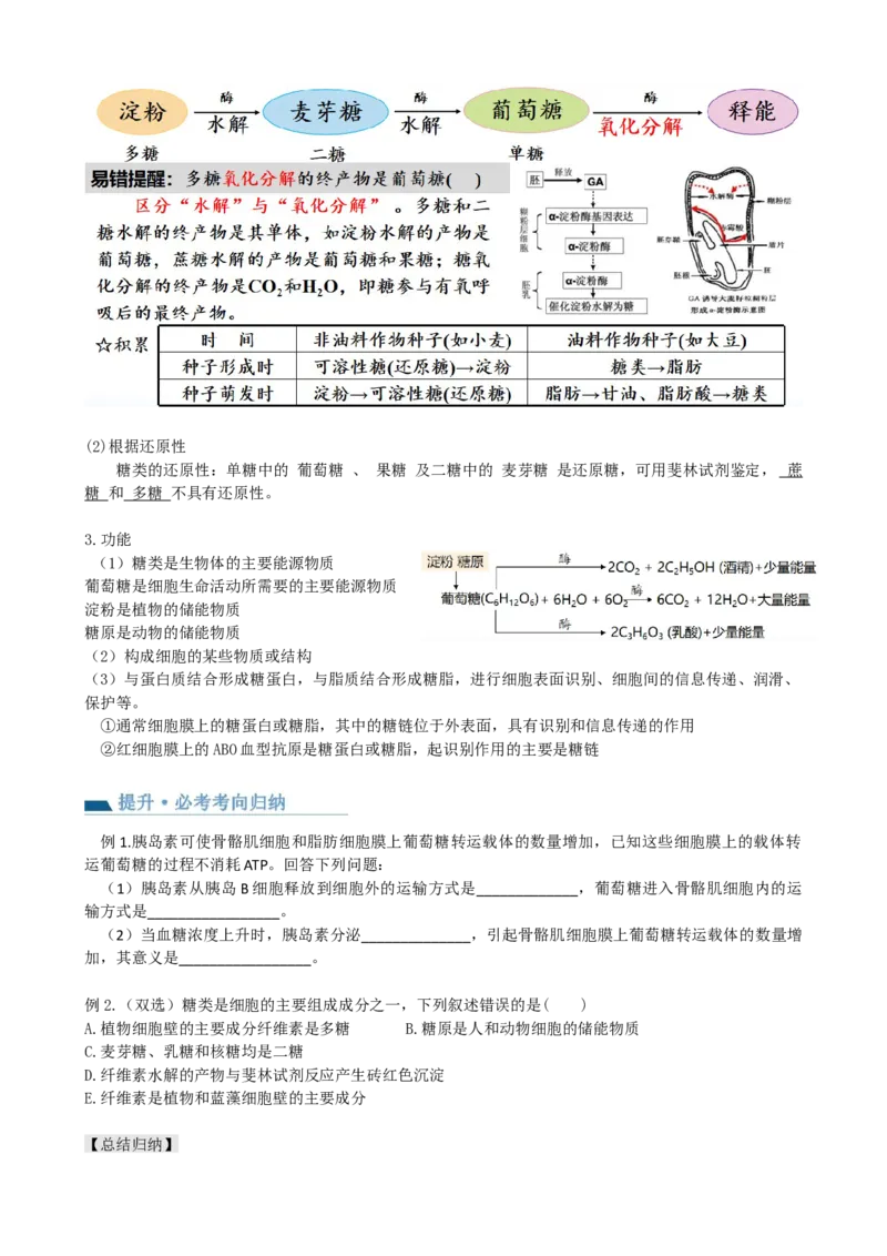 第3讲糖类和脂质（讲义）（学生版）_2024年新高考资料_1.2024一轮复习_2024年高考生物一轮复习讲练测（新教材新高考）