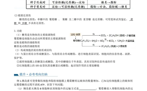 第3讲糖类和脂质（讲义）（学生版）_2024年新高考资料_1.2024一轮复习_2024年高考生物一轮复习讲练测（新教材新高考）