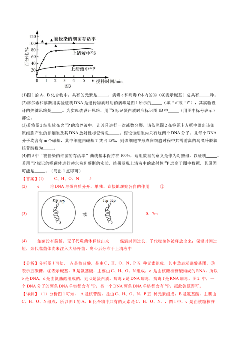 第21讲DNA分子的结构、复制与基因的本质（练习）（解析版）_2024年新高考资料_1.2024一轮复习_2024年高考生物一轮复习讲练测（新教材新高考）