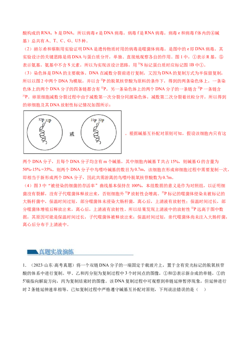第21讲DNA分子的结构、复制与基因的本质（练习）（解析版）_2024年新高考资料_1.2024一轮复习_2024年高考生物一轮复习讲练测（新教材新高考）